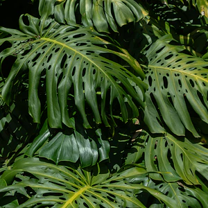  Poster Botanico: Monstera Adansonii