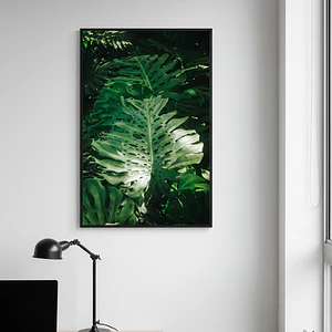 Poster Monstera Adansonii