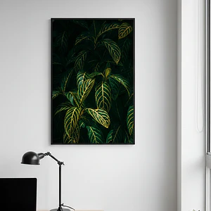 Poster Botánico: Sanchezia Speciosa