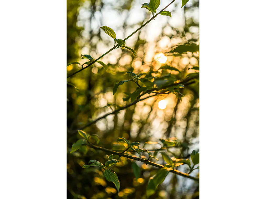 Poster Botánico: Golden Hour Forest 1