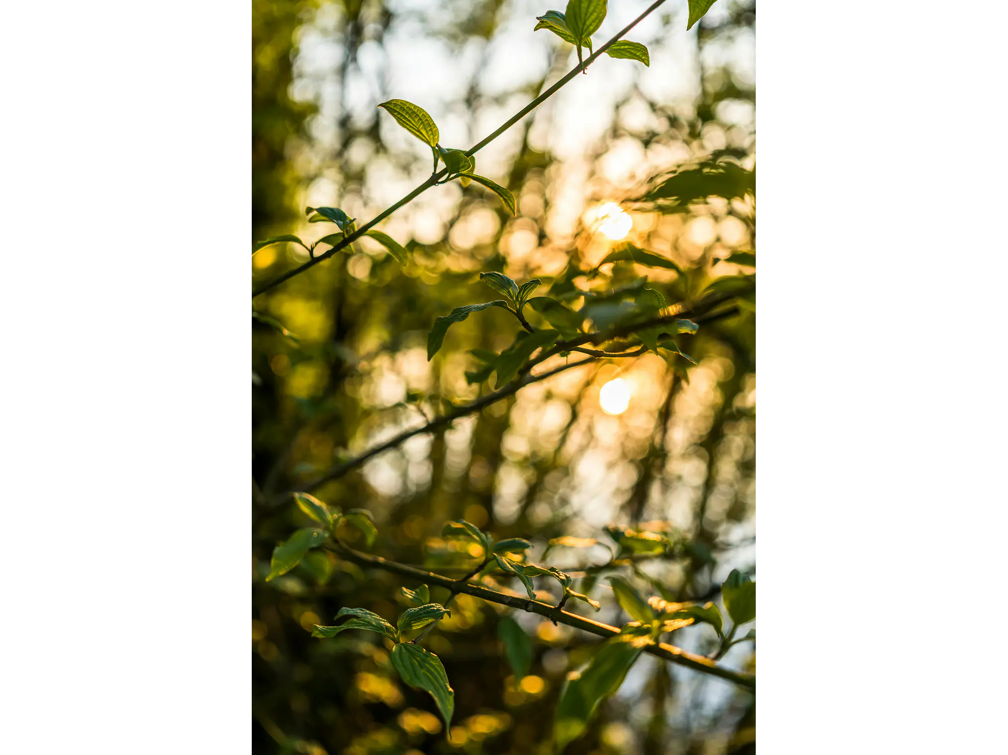 Poster Botánico: Golden Hour Forest 1