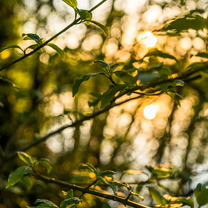 Poster Botánico: Golden Hour Forest