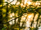 Poster Botánico: Golden Hour Forest - Miniatura 1
