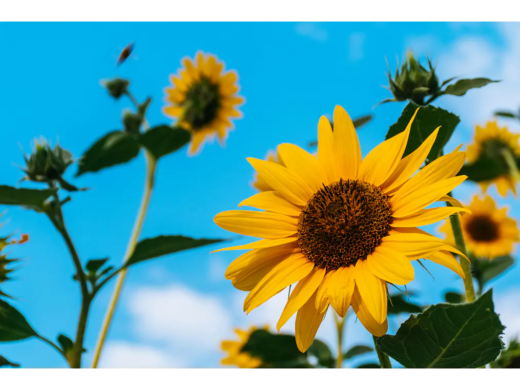 Poster Botánico: Girasol 1
