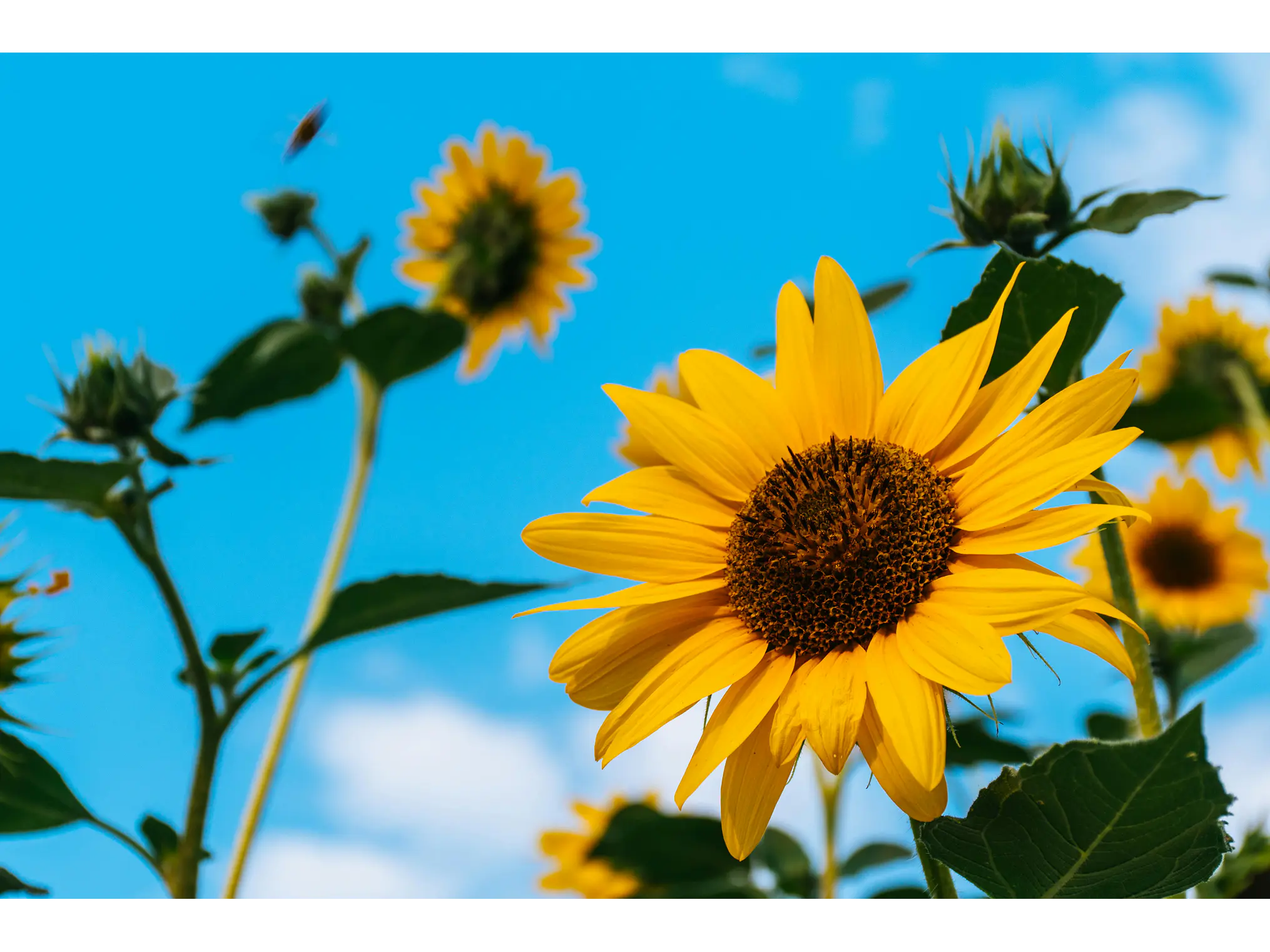 Poster Botánico: Girasol 1