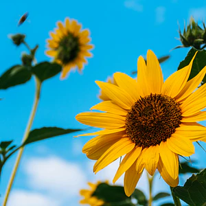 Poster Botánico: Girasol