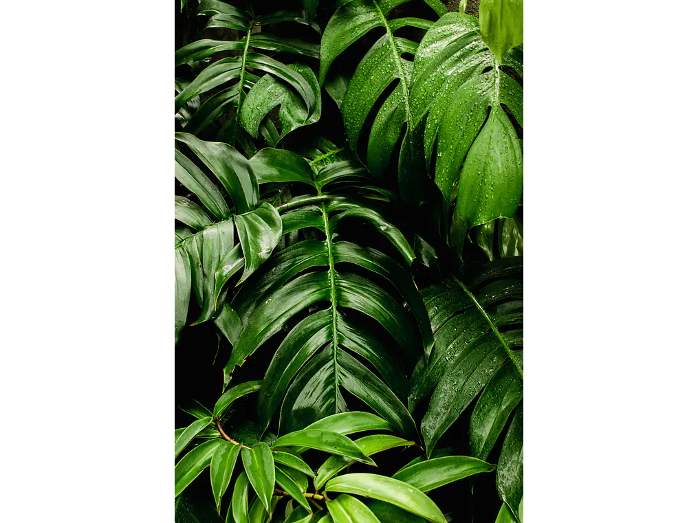 Poster Botanico: Monstera Adansonii 1