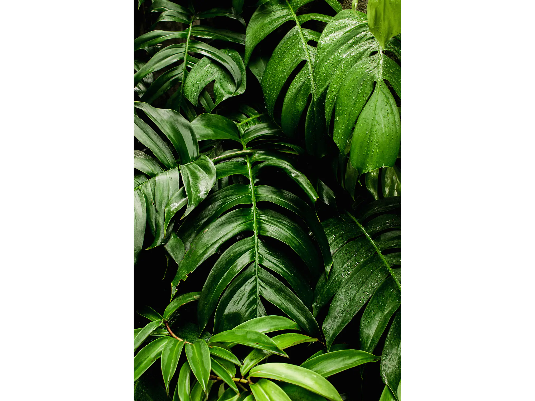 Poster Botanico: Monstera Adansonii 1