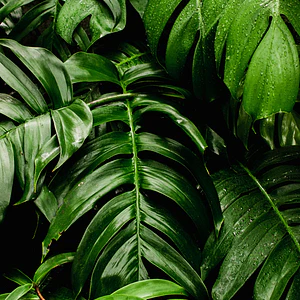 Poster Botanico: Monstera Adansonii