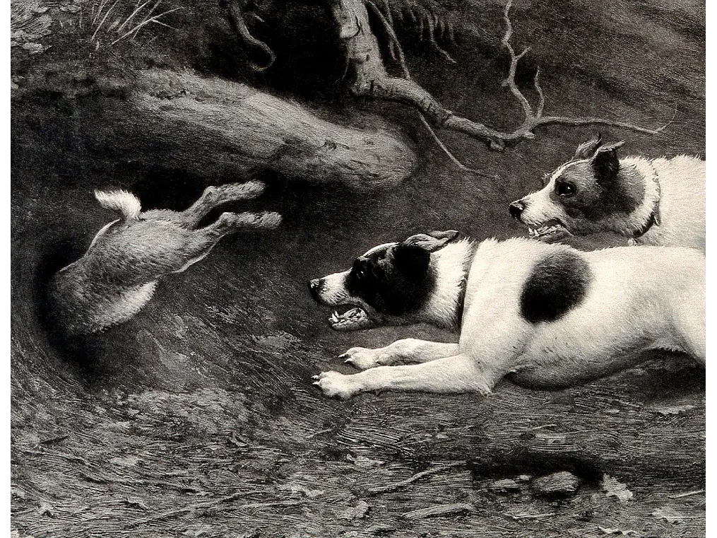 Instinto Salvaje (Grabado de Terriers y Conejo) 1