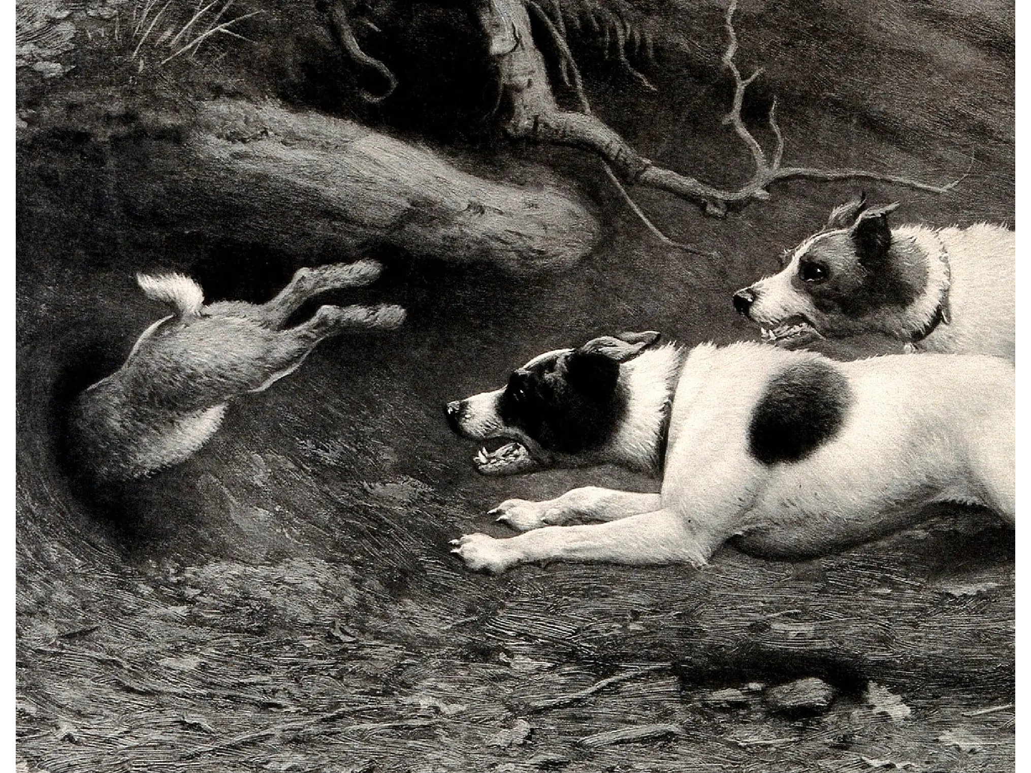 Instinto Salvaje (Grabado de Terriers y Conejo) 1