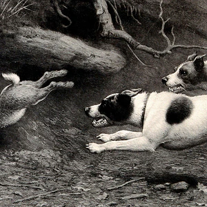 Instinto Salvaje (Grabado de Terriers y Conejo)
