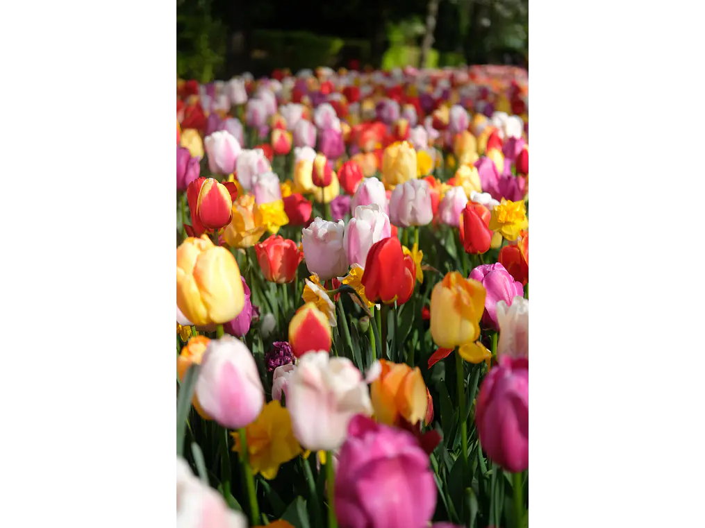 Campo de Tulipanes Vivos 1