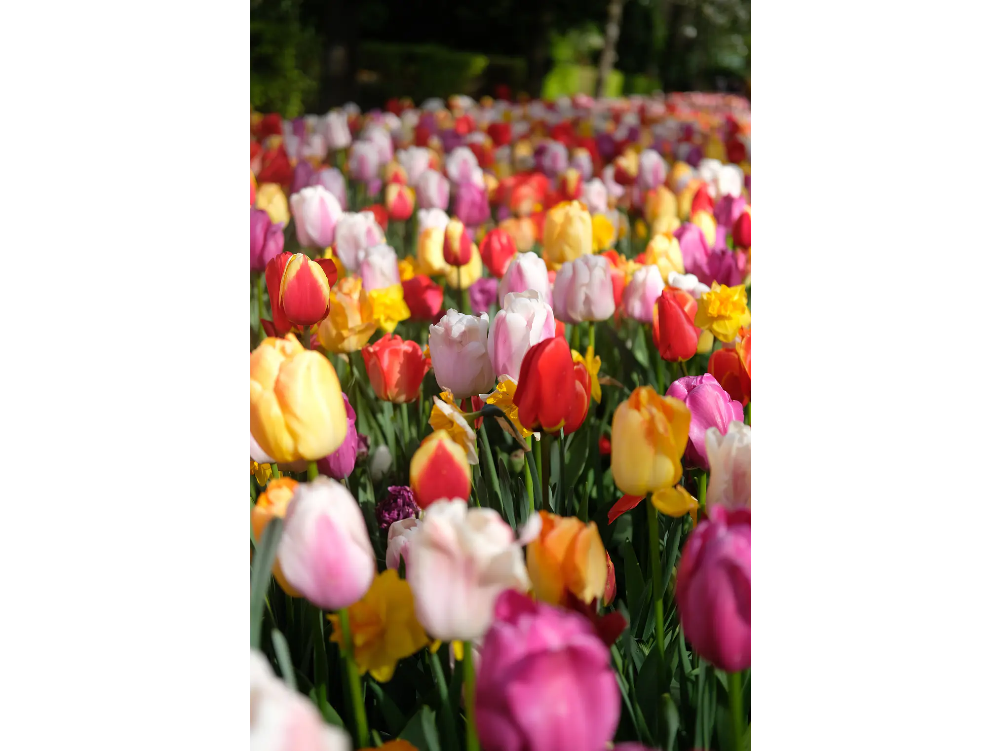 Campo de Tulipanes Vivos 1