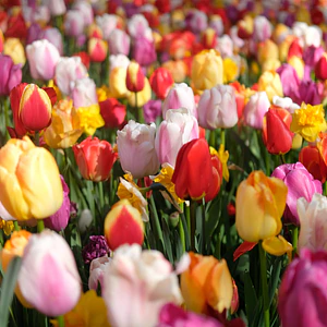 Campo de Tulipanes Vivos