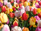 Campo de Tulipanes Vivos - Miniatura 1
