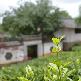 Curso de Té Nivel Intermedio: Sesión 8 * Tés verdes de China