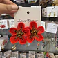 Arete mostacilla Maxi Flor - Miniatura 1