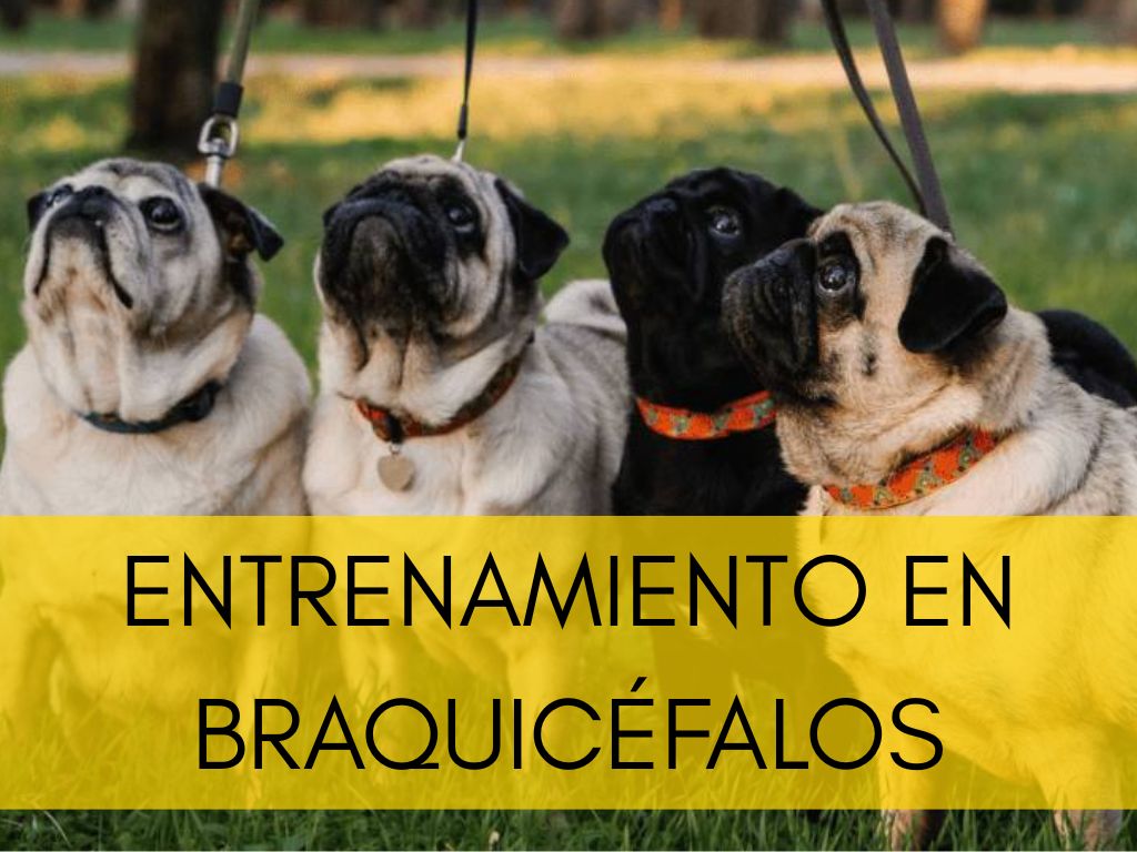 Entrenamientos adaptados para perros braquicéfalos