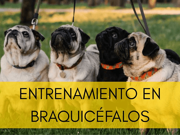 Entrenamientos adaptados para perros braquicéfalos