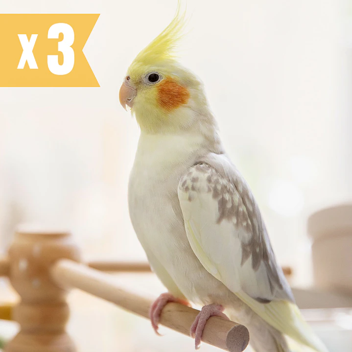 PACK 3 Asesorías Bienestar Psitácidas (Loros) ONLINE 1