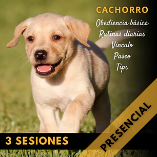Asesoría Cachorro: Mi primer perro (3 Sesiones) PRESENCIAL (TALCA Y ALREDEDORES)