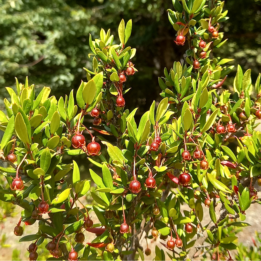 Crema Facial Nutritiva Anti-Age 5