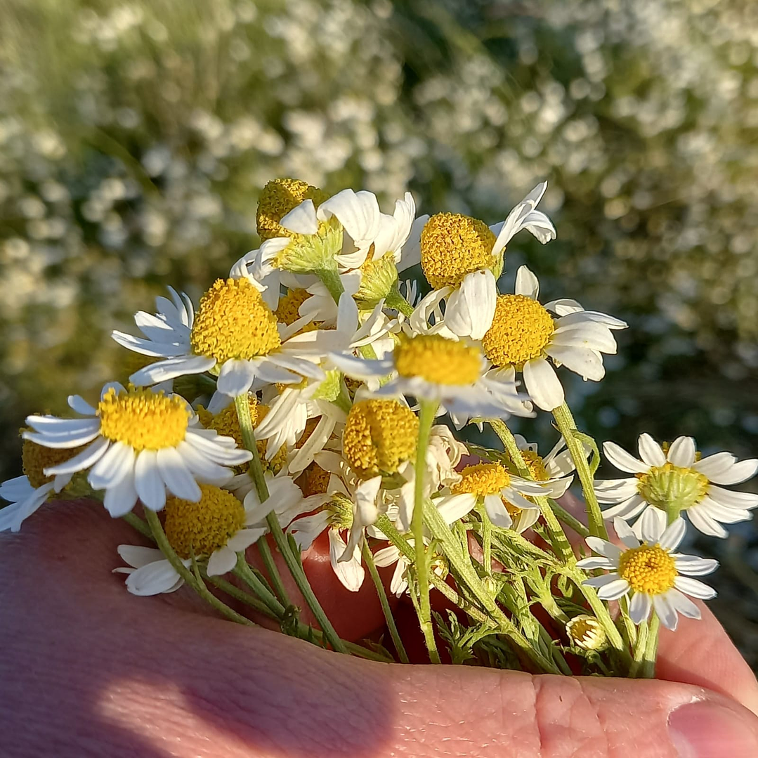 Aceite Facial Regenerador
 Nocturno 3