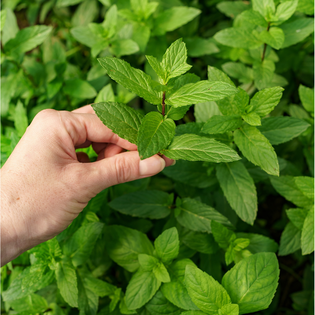 Champú Sólido Pureza Pelo Graso, Curativo 3