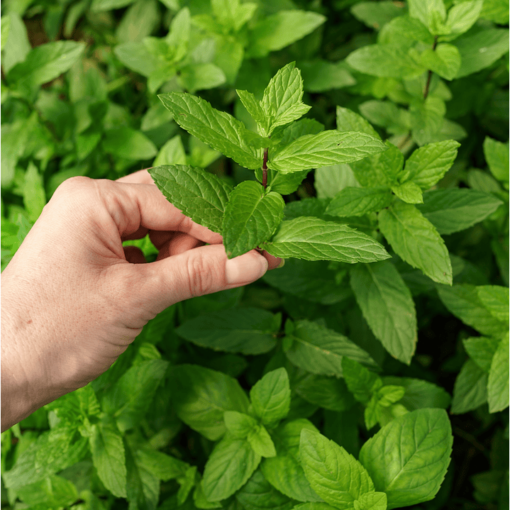 Champú Sólido Pureza Pelo Graso, Curativo 3