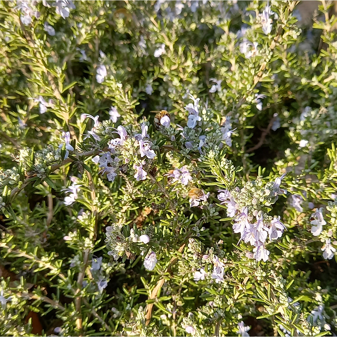 Champú Sólido Pureza Pelo Graso, Curativo 5