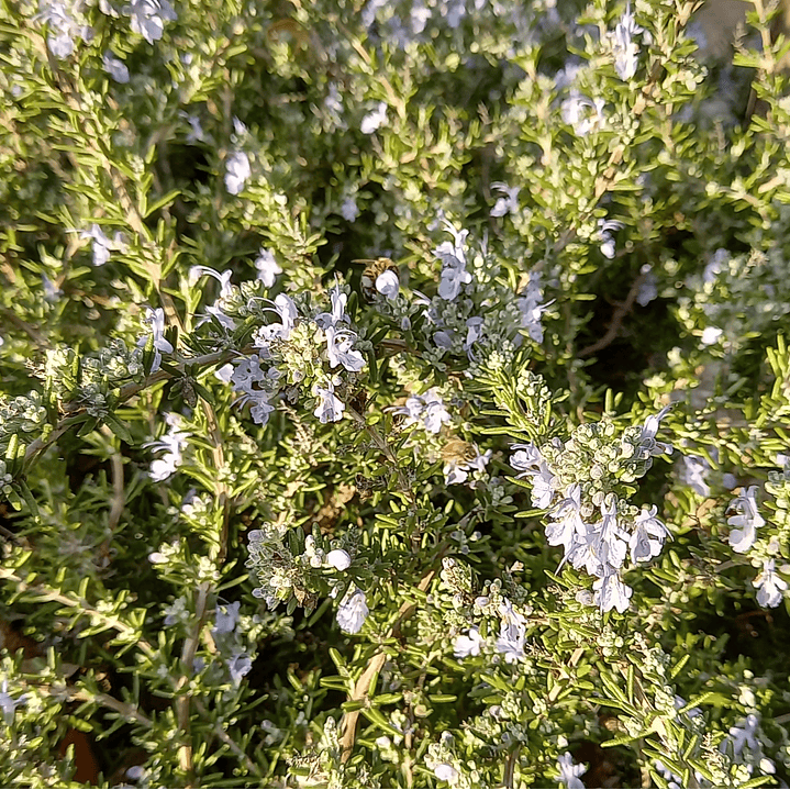 Champú Sólido Pureza Pelo Graso, Curativo 5