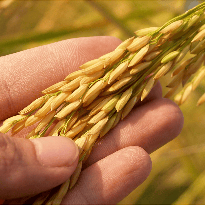 Jabón Corporal Fresco y Cálido 2