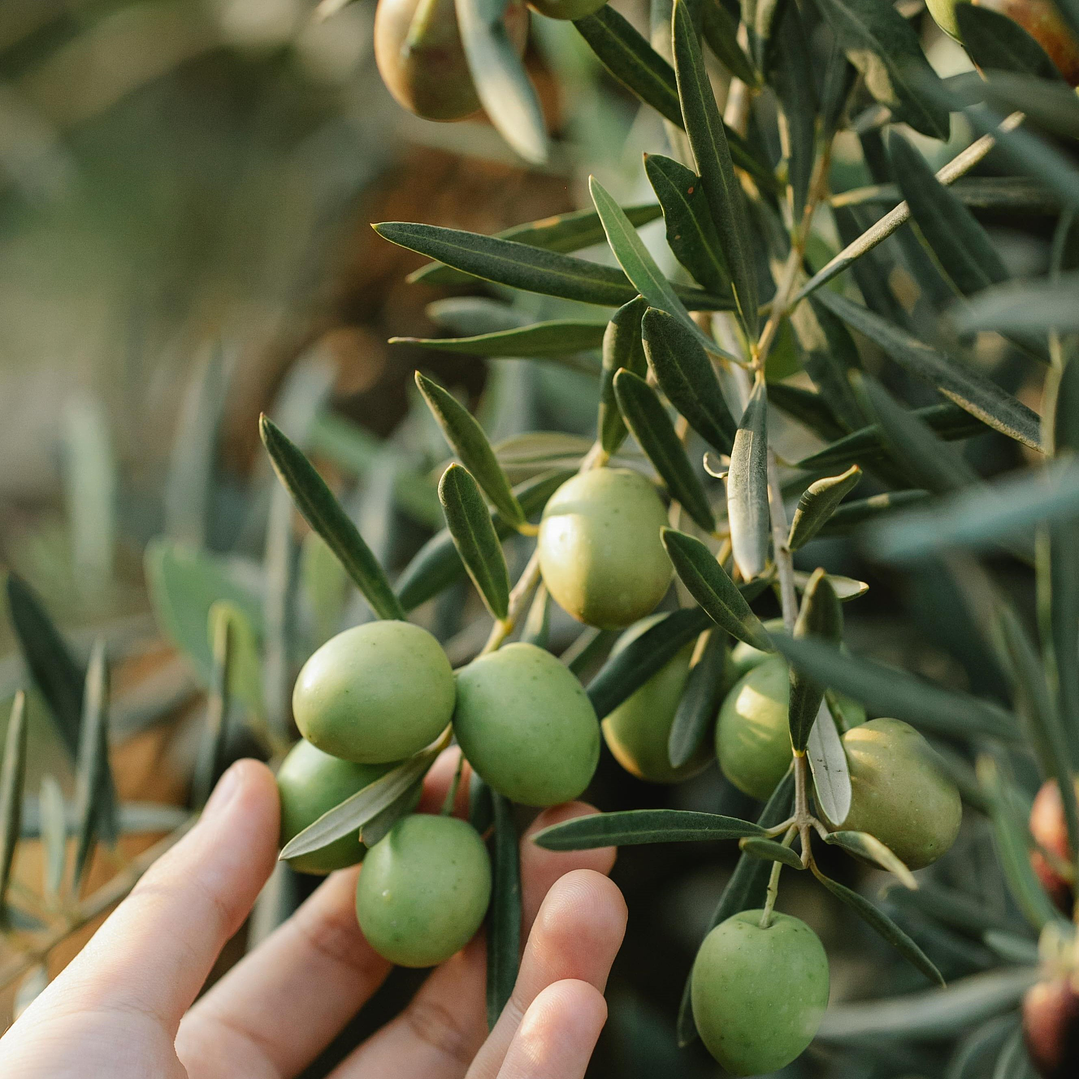 Jabón Corporal Fresco y Cálido 3