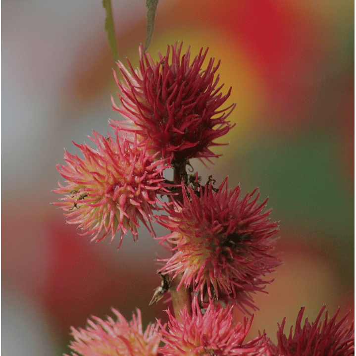 Jabón Corporal Fresco y Cálido 4