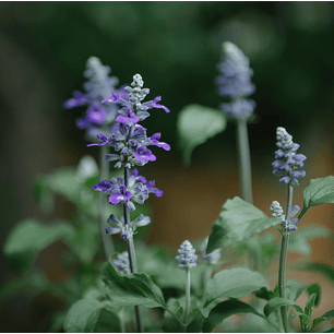 Desodorante Natural en Lata para Niño 