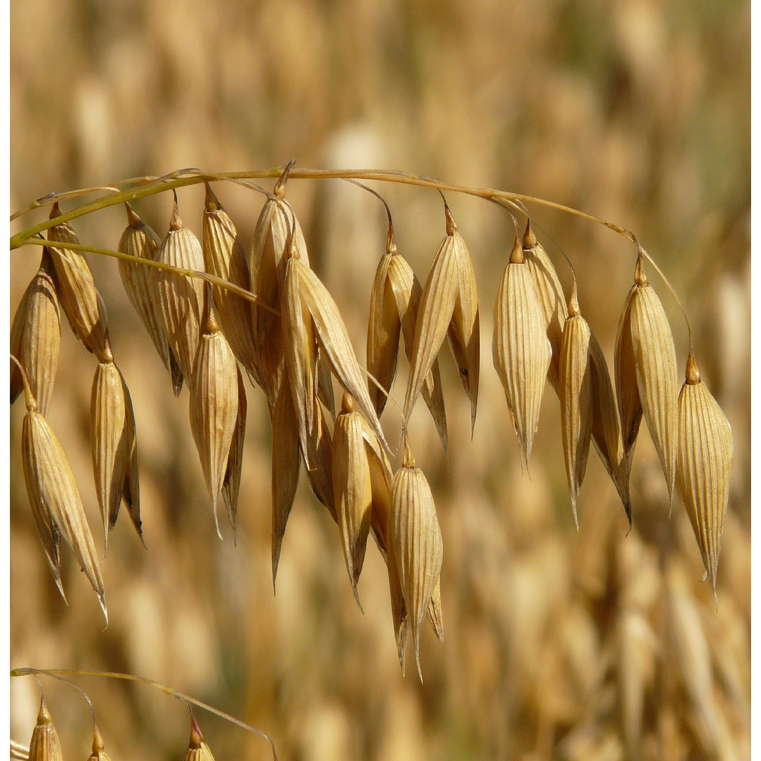 Limpiador Facial Suave en barra 4
