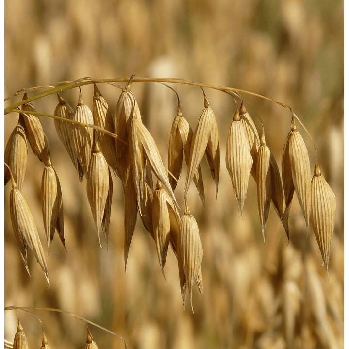 Limpiador Facial Suave en barra 4