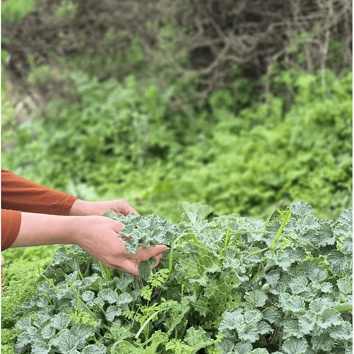 Champú Sólido Fuerza, Pelo Normal, Fortalecedor 4