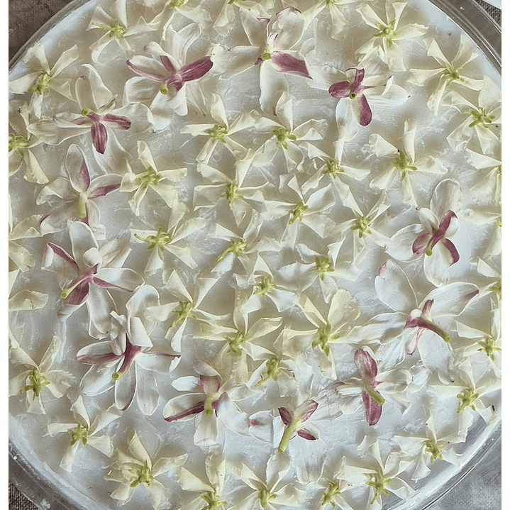 Perfume Sólido de Jazmín 10 grs. 2