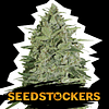 SEEDSTOCKERS SUPER SKUNK FEM X3