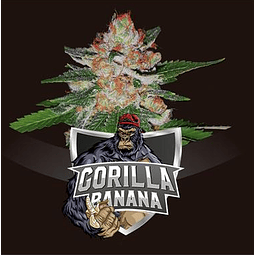 BSF SEEDS-GORILLA BANANA X12 