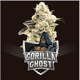 BSF SEEDS-GORILLA GHOST X12 