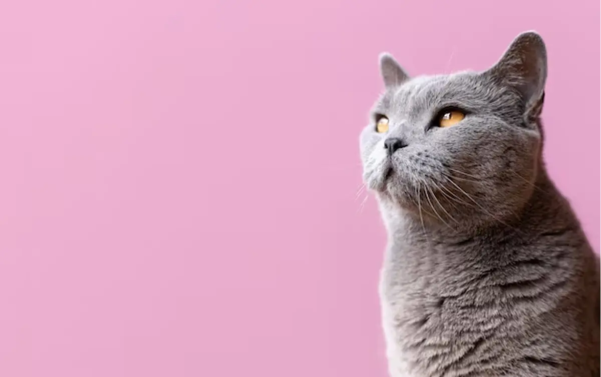 Juguetes<br><div>para gatos<div>desde $990</div></div>