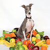 Shellac - Excellent Italian Greyhound