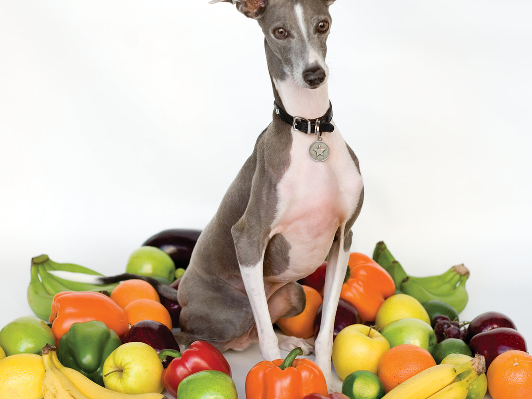 Shellac - Excellent Italian Greyhound 1