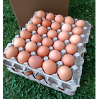 Huevos de Gallina Libre Pastoreo 4