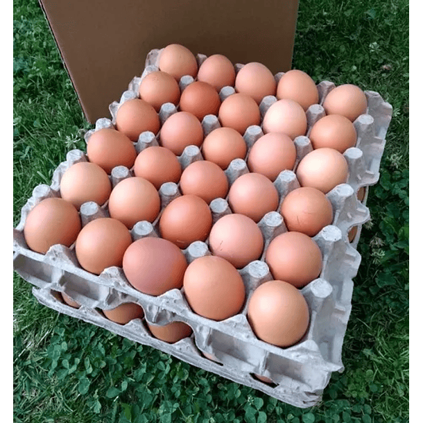 Huevos de Gallina Libre Pastoreo 4
