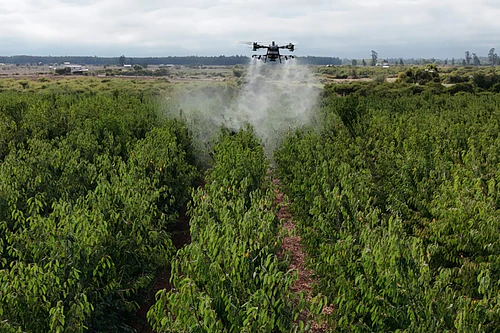 Servicio de Fumigacion profesional con Dron T-100 - Kit Frutal