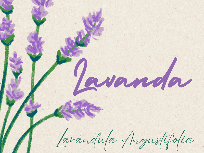 Lavanda Etimología 